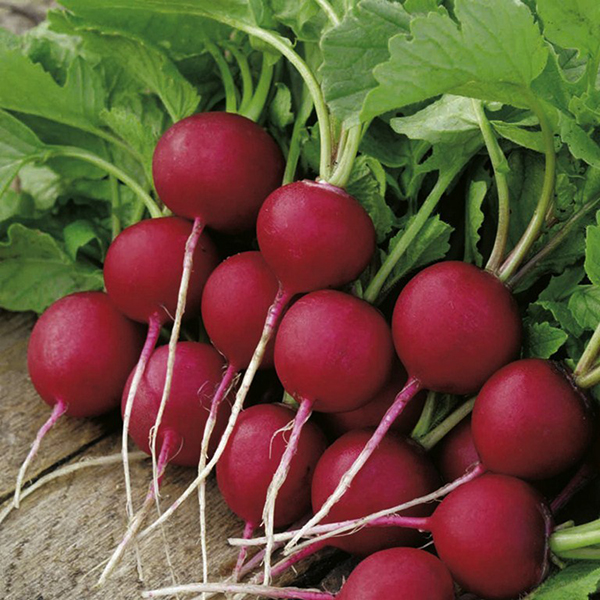 بذر تربچه