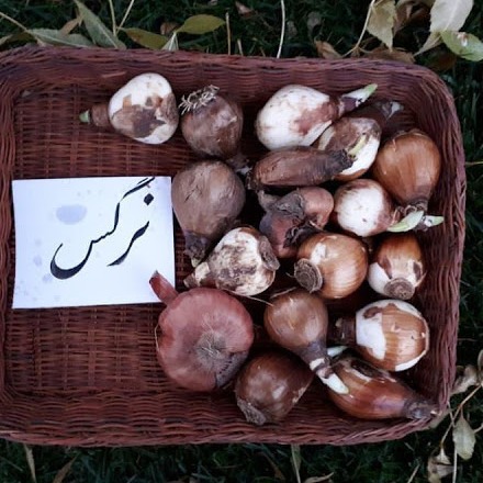 پیاز گل نرگس